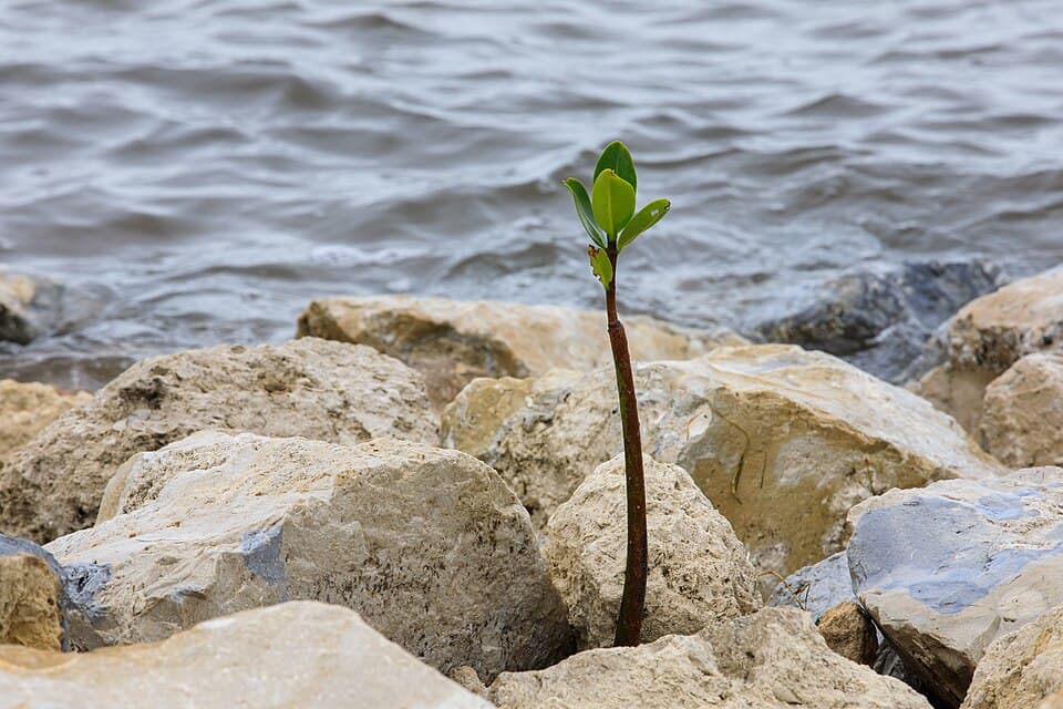 Mangrove restoration project for climate resilience