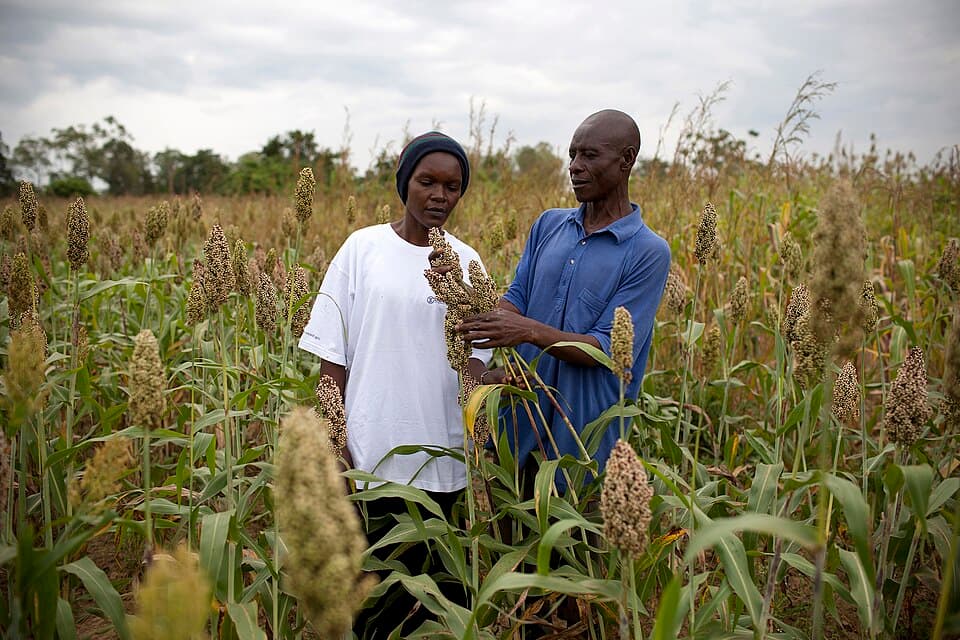 USAID promotes growing alternative staple crops in Kenya
